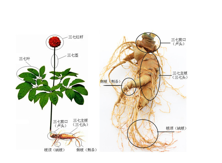 文山三七的植物图片