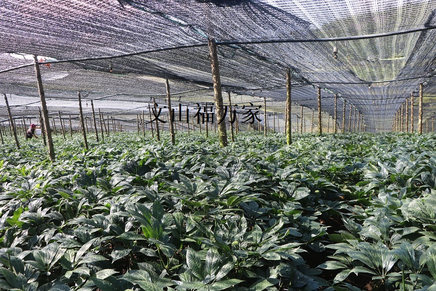 三七种植采挖基地