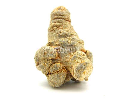 三七晒干才打粉