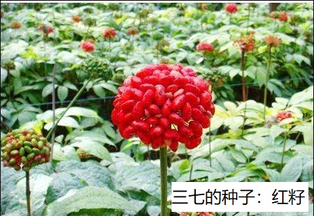 三七的果实