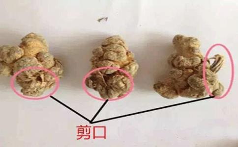 三七芦头